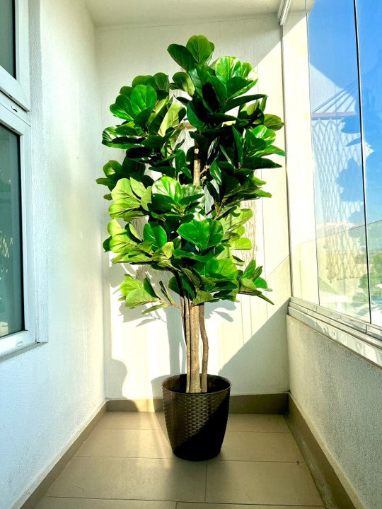 Planta Artificial Ficus Lyrata 180 cm. Premium 232 hojas – Arbusto Real