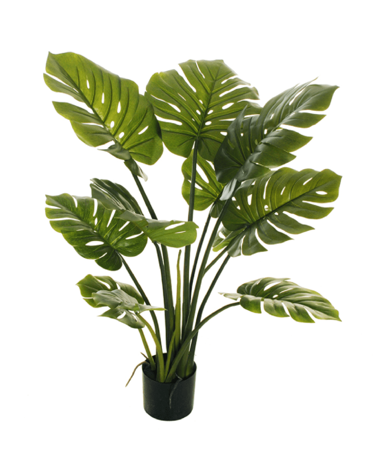 png_1500x1500_64232969