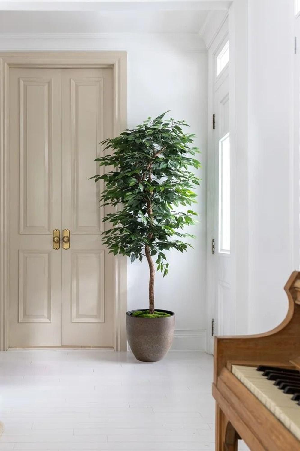 Planta Artificial Ficus Benjamina 180 cm. Premium 1.260 hojas - Arbusto Real