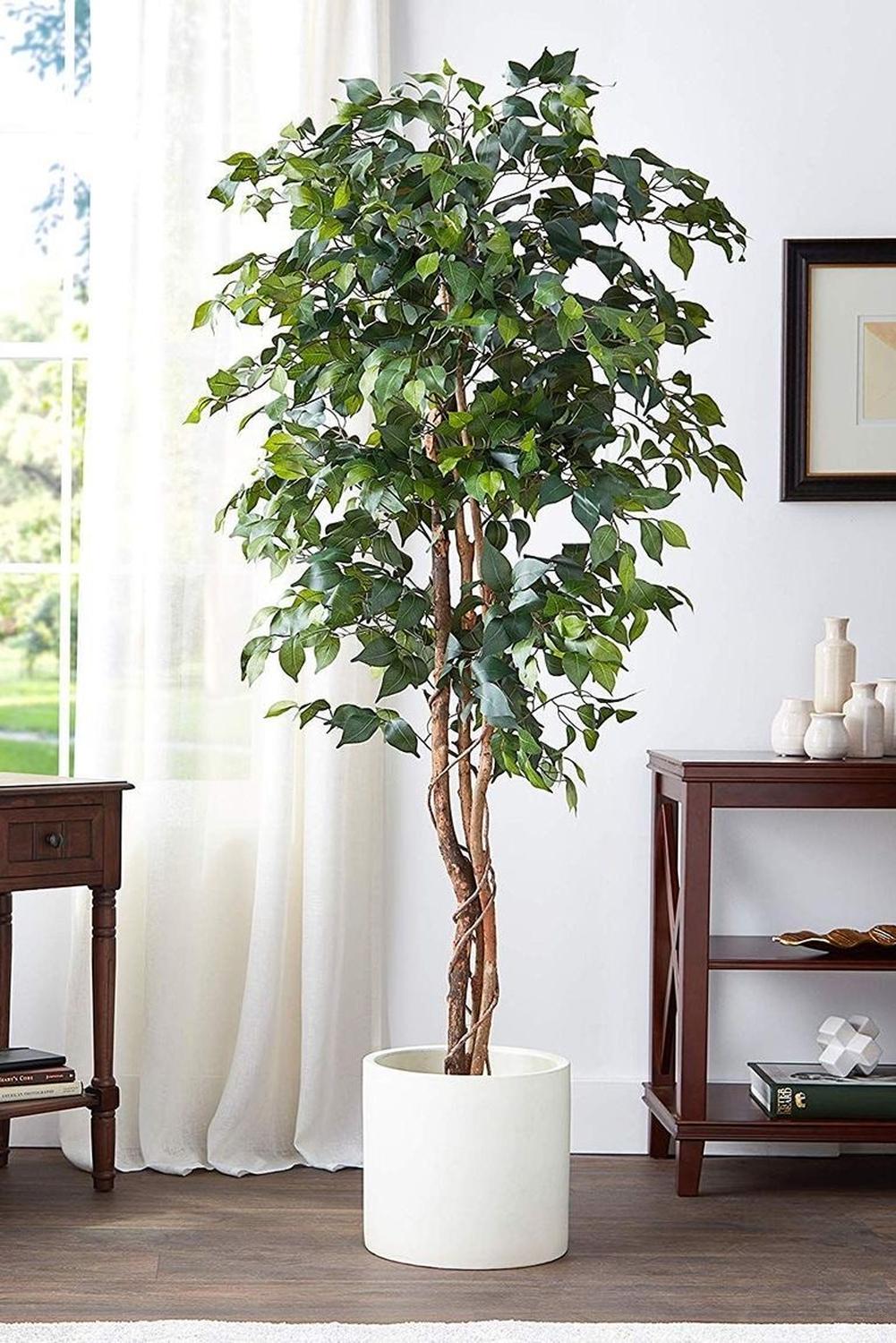 Planta Artificial Ficus Benjamina 180 cm. Premium 1.260 hojas - Arbusto Real