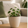 jpg_1500x1500_72651109