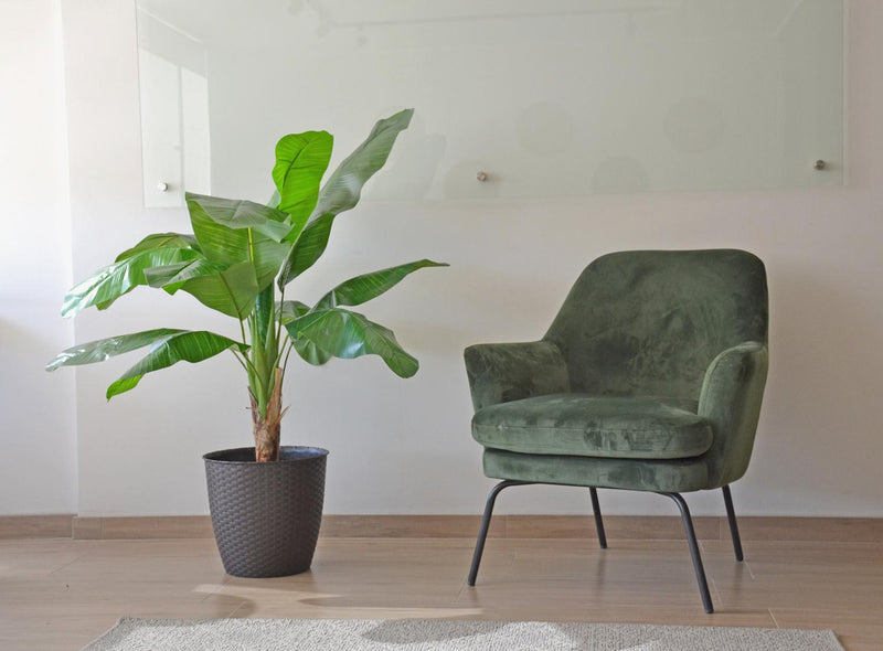 jpg_1500x1500_62156627