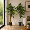 Planta Artificial Decorativa Arbol Grande Pack Ficus 160cm