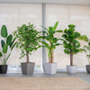 Planta Artificial Ave del Paraiso 180 cm. Premium 12 hojas - Arbusto Real