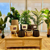 Planta Artificial Ave del Paraiso 180 cm. Premium 12 hojas - Arbusto Real