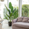 Planta Artificial Ave del Paraiso 180 cm. Premium 12 hojas - Arbusto Real