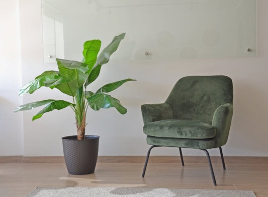 Planta Artificial Banano 125 cm. Premium 12 hojas - Arbusto Real