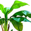 Planta Artificial Banano 160 cm. Premium 15 hojas - Arbusto Real
