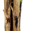 Planta Artificial Banano 230 cm. Premium 26 hojas - Arbusto Real