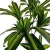 Planta Artificial Dracaena 165 Cm. Premium / Arbusto Real - Arbusto Real