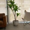 Planta Artificial Dracaena 165 Cm. Premium / Arbusto Real - Arbusto Real