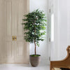 Planta Artificial Ficus Benjamina 180 cm. Premium 1.260 hojas - Arbusto Real