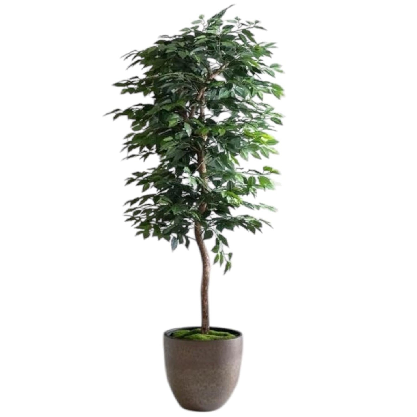 Planta Artificial Ficus Benjamina 180 cm. Premium 1.260 hojas - Arbusto Real
