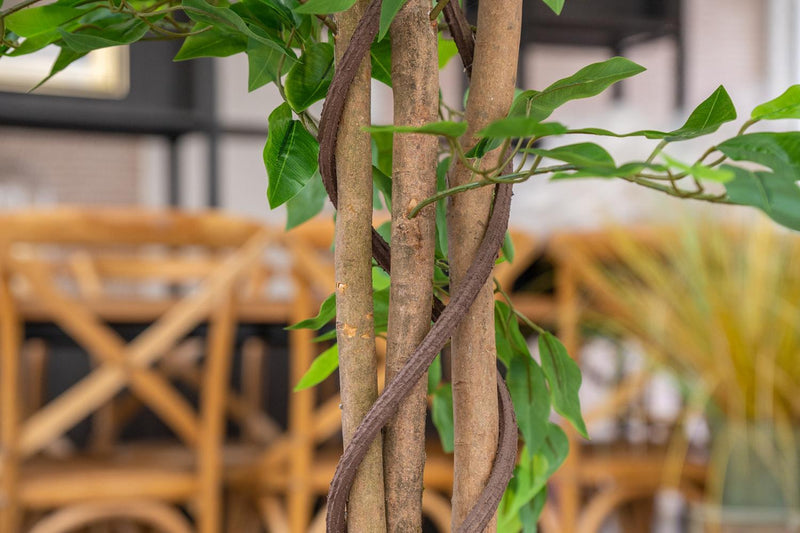 Planta Artificial Ficus Benjamina 180 cm. Premium 1.260 hojas - Arbusto Real