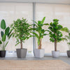 Planta Artificial Ficus Lyrata 150 cm. Premium 180 hojas - Arbusto Real