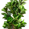 Planta Artificial Ficus Lyrata 150 cm. Premium 180 hojas - Arbusto Real
